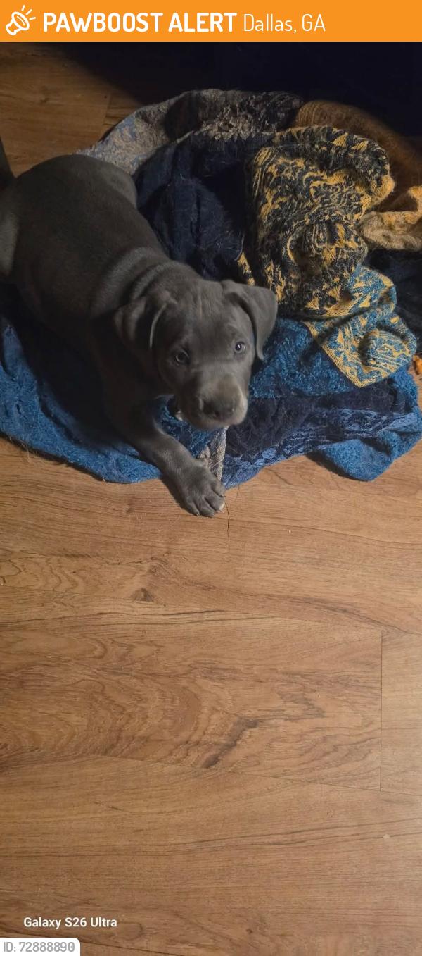 Found/Stray Male Dog last seen Monroe cole rd dallas ga 30157, Dallas, GA 30157