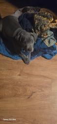 Found/Stray Male Dog last seen Monroe cole rd dallas ga 30157, Dallas, GA 30157