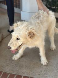 Found/Stray Female Dog last seen Taylors SC near the intersection of Reid School Rd and Center  Rd., Taylors, SC 29687