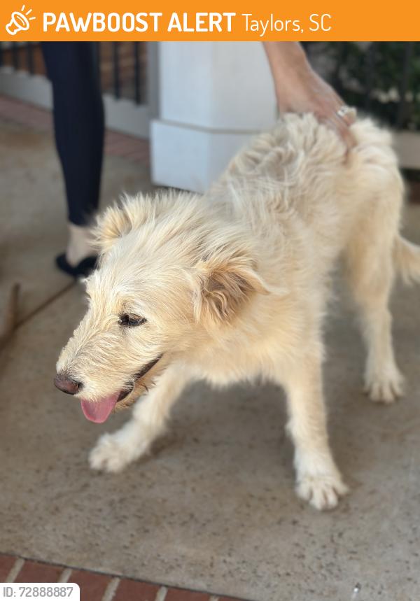 Found/Stray Female Dog last seen Taylors SC near the intersection of Reid School Rd and Center  Rd., Taylors, SC 29687