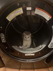 Lost Male Cat last seen Sandia Creek Dr, Temecula, CA 92590