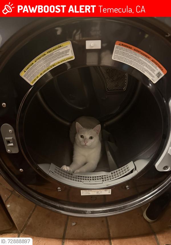 Lost Male Cat last seen Sandia Creek Dr, Temecula, CA 92590