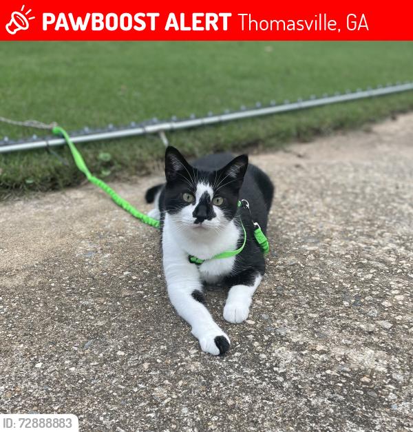 Lost Male Cat last seen We live near Flowers Bakery, downtown Thomasville, and between Victoria Pl, Bartow St and West Hansell St, Thomasville, GA 31792