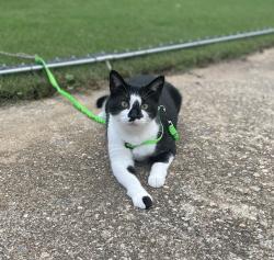 Lost Male Cat last seen We live near Flowers Bakery, downtown Thomasville, and between Victoria Pl, Bartow St and West Hansell St, Thomasville, GA 31792