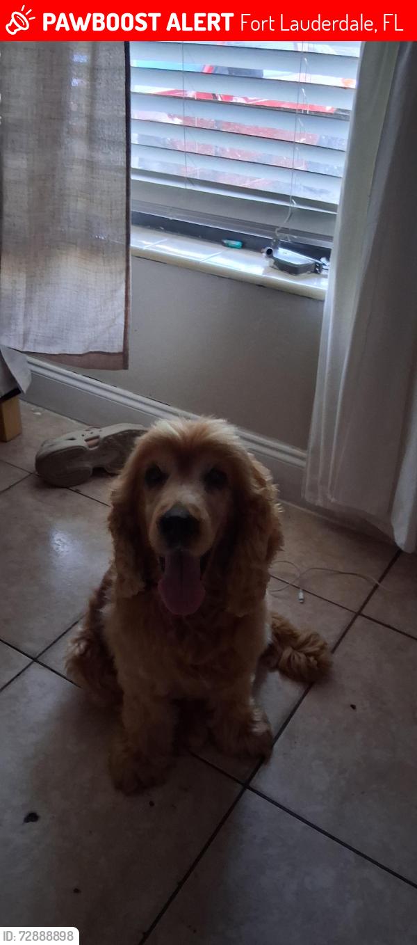 Lost Male Dog last seen Near N W 15TH AVE AND N W SECTION OF 13TH CT, Fort Lauderdale, FL 33311