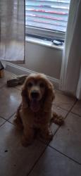 Lost Male Dog last seen Near N W 15TH AVE AND N W SECTION OF 13TH CT, Fort Lauderdale, FL 33311