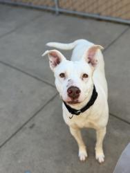 Shelter Stray Female Dog last seen Linda Vista Road, San Diego, CA, 92110, San Diego, CA 92110