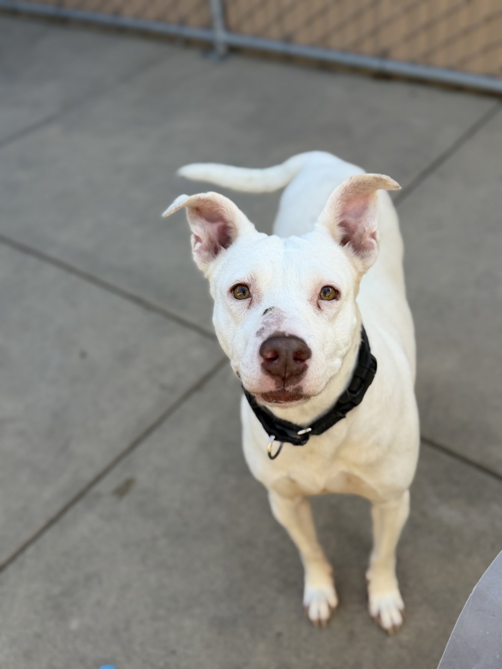 Shelter Stray Female Dog last seen Linda Vista Road, San Diego, CA, 92110, San Diego, CA 92110