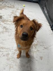 Shelter Stray Male Dog last seen Near Camino Del Este Road, San Diego, CA, 92108, San Diego, CA 92110
