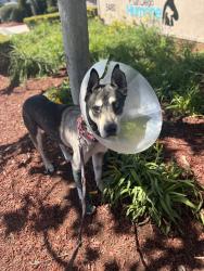Shelter Stray Male Dog last seen Near Morena Boulevard, San Diego, CA, 92117, San Diego, CA 92110