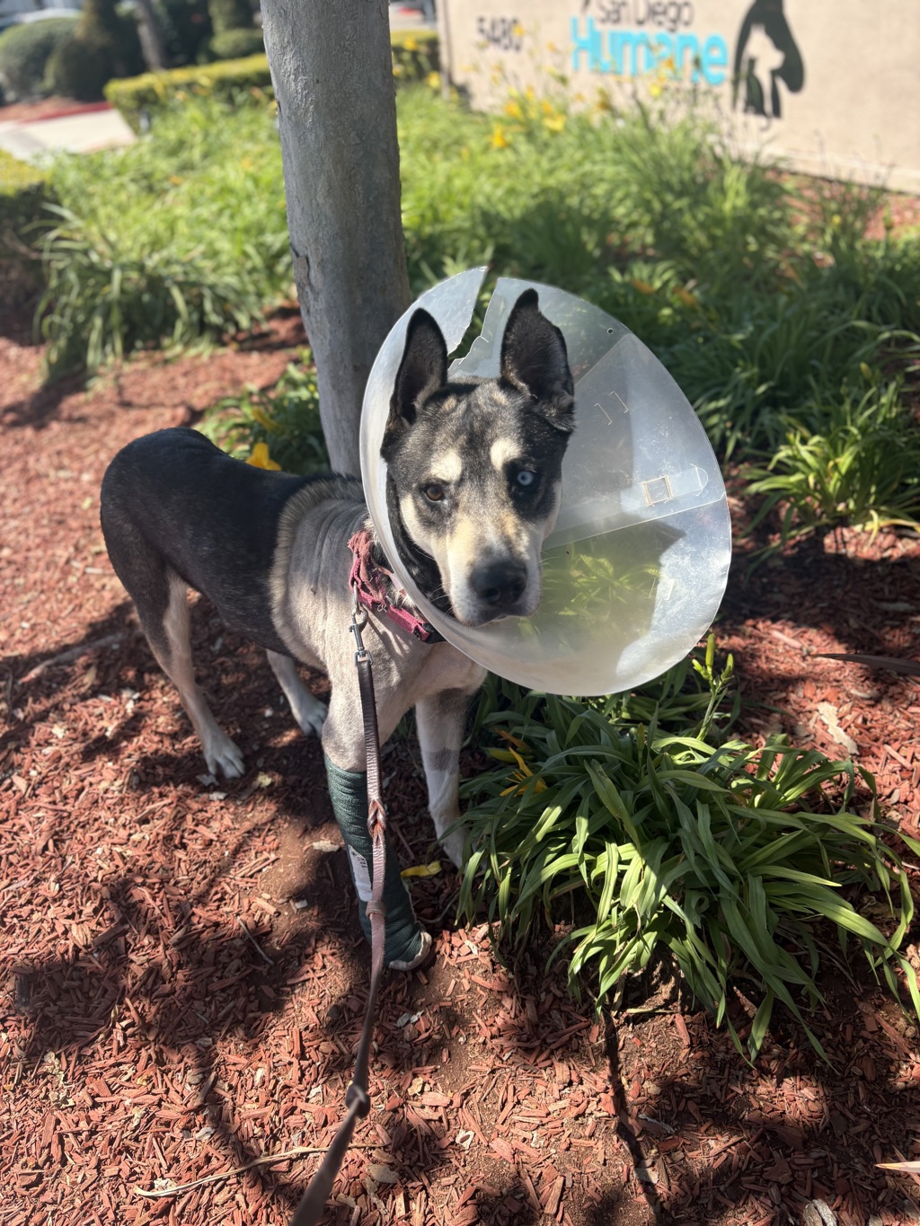 Shelter Stray Male Dog last seen Near Morena Boulevard, San Diego, CA, 92117, San Diego, CA 92110