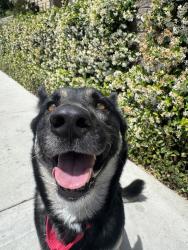 Shelter Stray Female Dog last seen Old Sea World Drive, San Diego, CA, 92109, San Diego, CA 92110