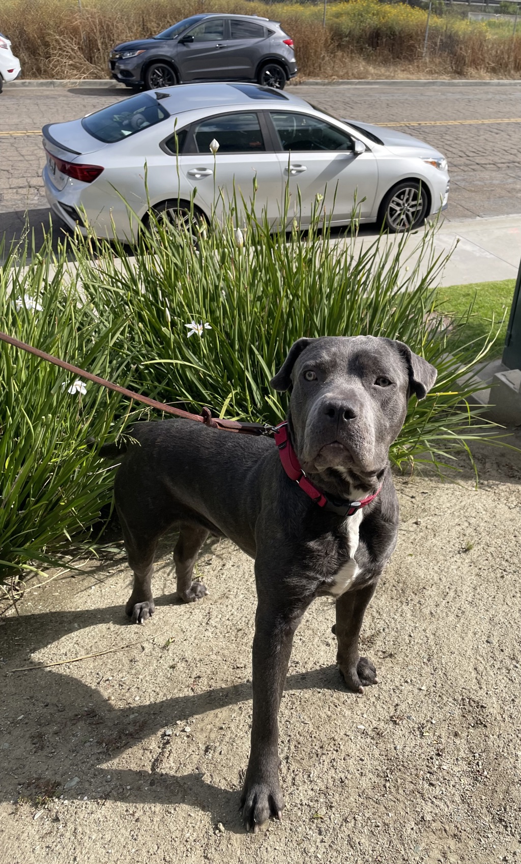 Shelter Stray Male Dog last seen Near Champa Street, Vista, CA, 92083, Oceanside, CA 92058