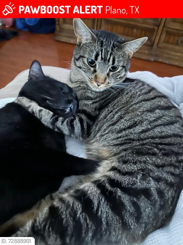 Lost Female Cat last seen Coit & McDermitt, Plano, TX 75025