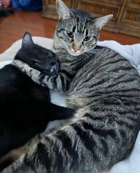 Lost Female Cat last seen Coit & McDermitt, Plano, TX 75025