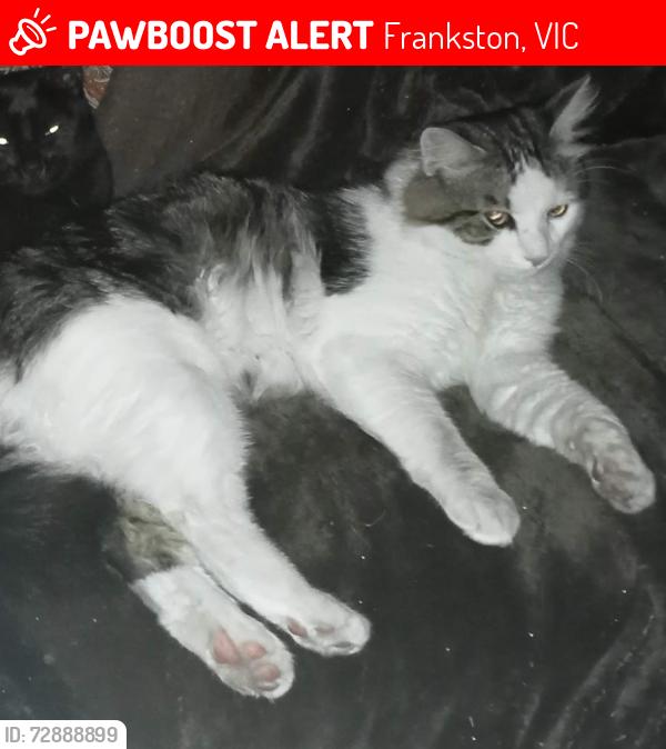 Lost Male Cat last seen Leawarra train station, Frankston, VIC 3199