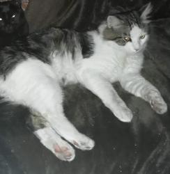 Lost Male Cat last seen Leawarra train station, Frankston, VIC 3199
