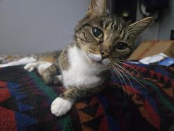 Lost Female Cat last seen NNU, Nampa, ID 83651
