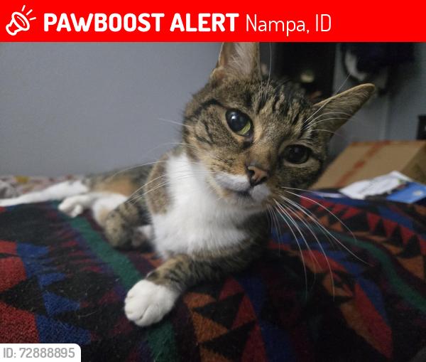 Lost Female Cat last seen NNU, Nampa, ID 83651