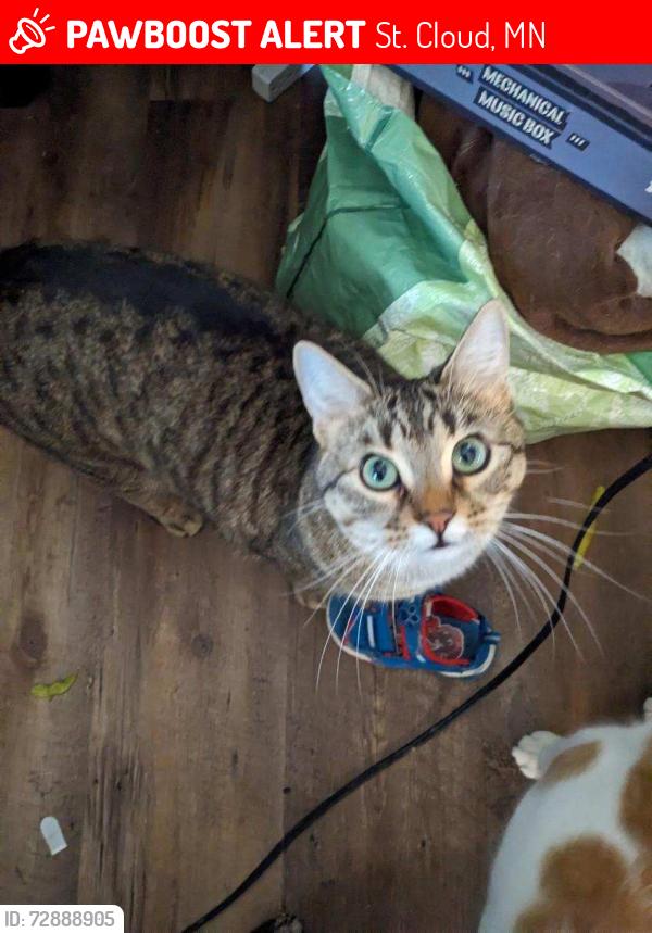 Lost Male Cat last seen Near Madison Elementary , St. Cloud, MN 56303