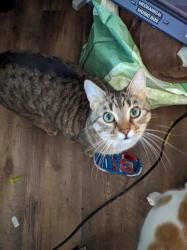 Lost Male Cat last seen Near Madison Elementary , St. Cloud, MN 56303