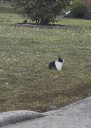 Found/Stray Unknown Rabbit last seen Swarthmore Ct, Murfreesboro, TN, Shorewood Hills, WI 53705