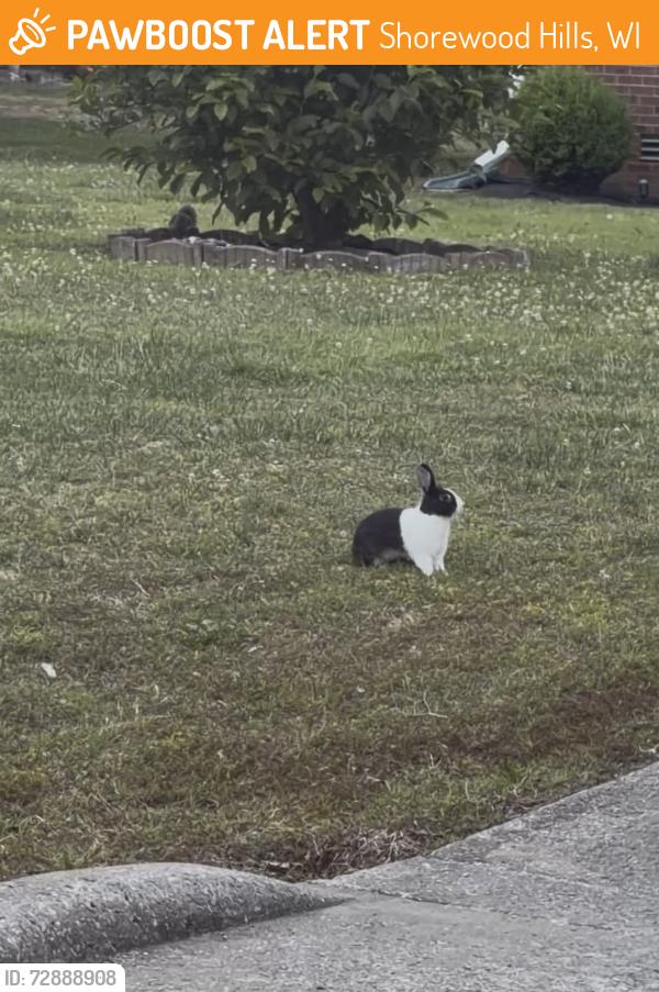 Found/Stray Unknown Rabbit last seen Swarthmore Ct, Murfreesboro, TN, Shorewood Hills, WI 53705