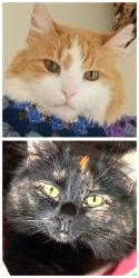Lost Female Cat last seen Northside RV Resprt, Waxahachie, TX 75165