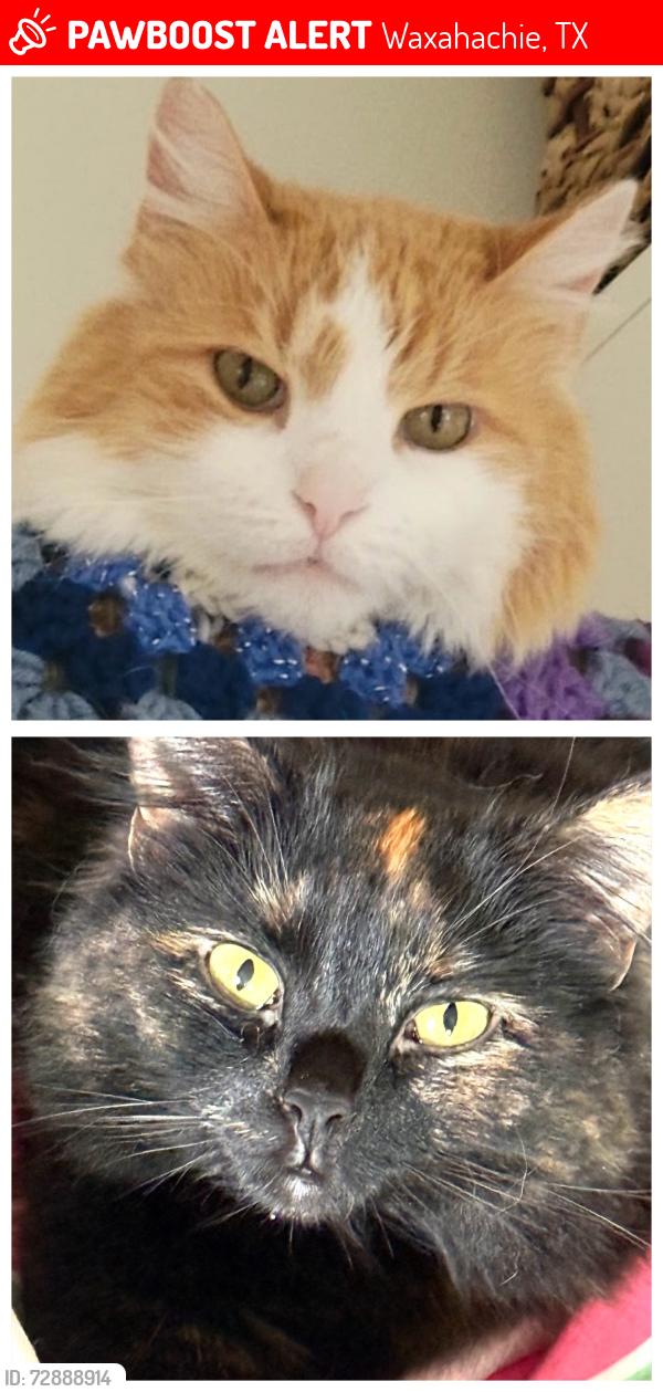 Lost Female Cat last seen Northside RV Resprt, Waxahachie, TX 75165