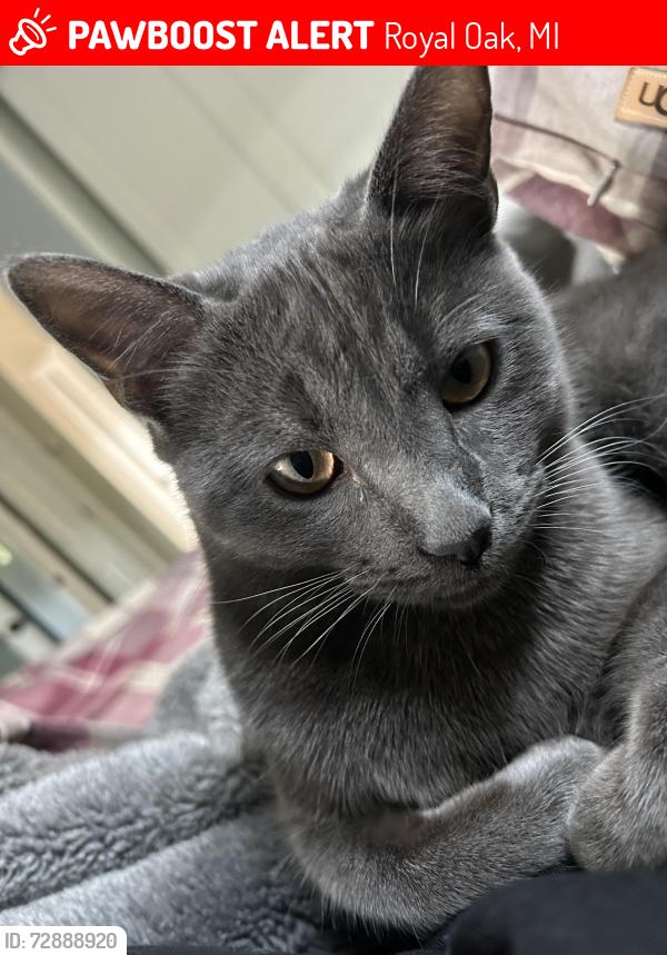 Lost Male Cat last seen Near and Main, Royal Oak, MI 48073