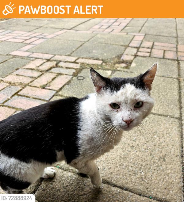 Surrendered Male Cat last seen Denaby main , Denaby Main, England 