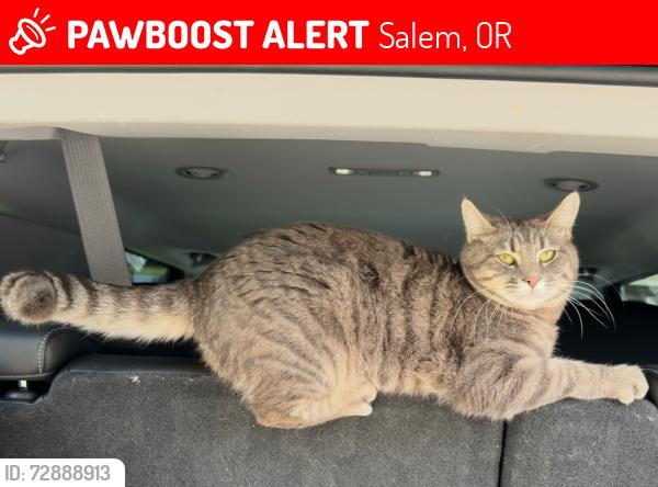 Lost Female Cat last seen Redleaf/Davis, Salem, OR 97306