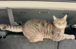 Lost Female Cat last seen Redleaf/Davis, Salem, OR 97306
