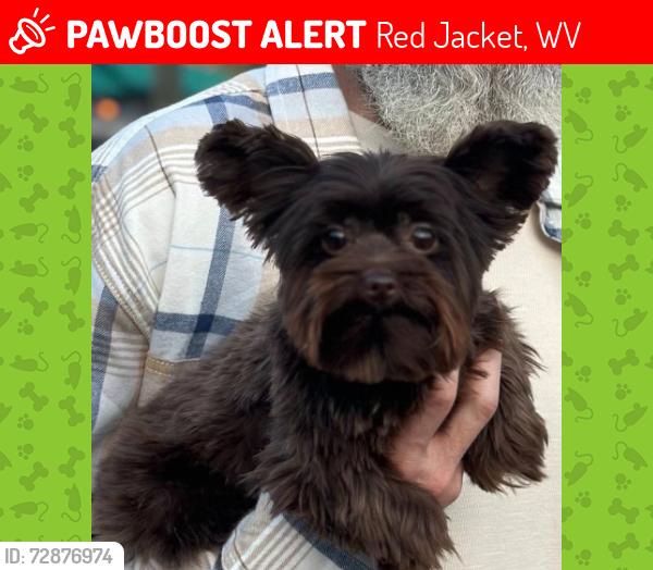 Lost Female Dog last seen Dirt turn about by Lizabeth Dr. , Red Jacket, WV 25678