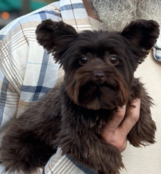 Lost Female Dog last seen Dirt turn about by Lizabeth Dr. , Red Jacket, WV 25678