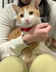 Found/Stray Male Cat last seen Glenwood apts folcroft, Folcroft, PA 19032