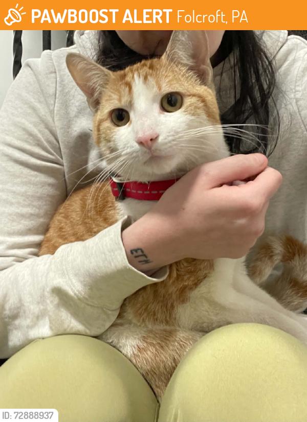 Found/Stray Male Cat last seen Glenwood apts folcroft, Folcroft, PA 19032