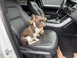 Lost Female Dog last seen Chase bank on Crenshaw , View Park-Windsor Hills, CA 90043