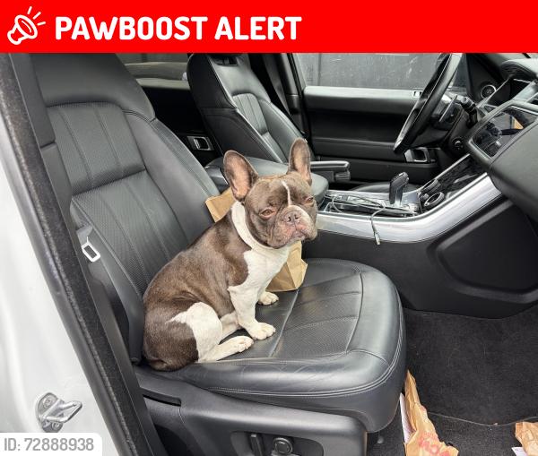 Lost Female Dog last seen Chase bank on Crenshaw , View Park-Windsor Hills, CA 90043