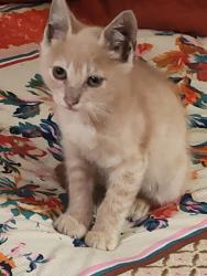 Found/Stray Male Cat last seen Near NE 6th Ave. North Miami, North Miami, FL 33161