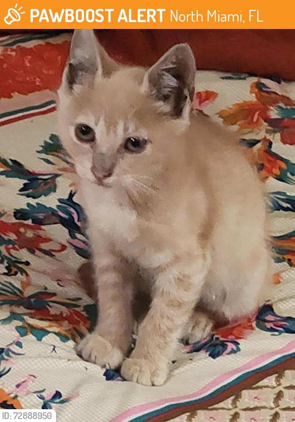 Found/Stray Male Cat last seen Near NE 6th Ave. North Miami, North Miami, FL 33161