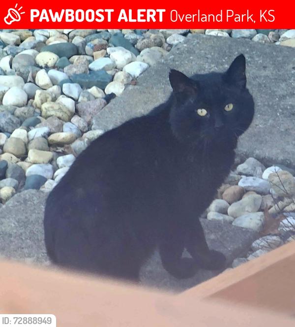 Lost Male Cat last seen 110th & Gillette , Overland Park, KS 66212