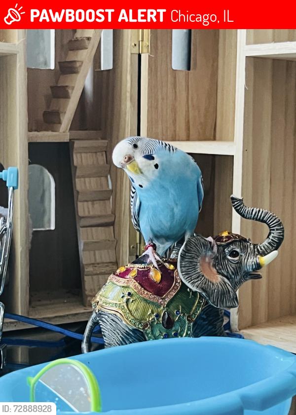 Lost Female Bird last seen Near W Sunnyside Ave Chicago, IL  60625 United States, Chicago, IL 60625