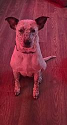 Lost Female Dog last seen closer to the animal shelter, Opelousas, LA 70570