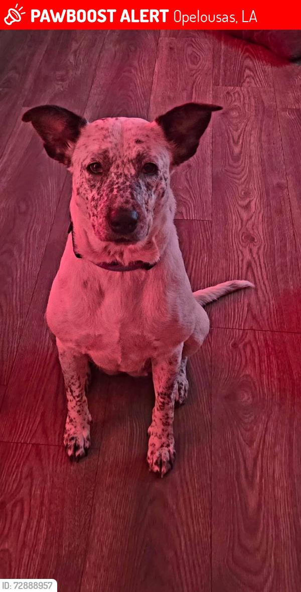 Lost Female Dog last seen closer to the animal shelter, Opelousas, LA 70570