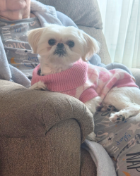 Lost Female Dog last seen Mint Hill . , Mint Hill, NC 28227