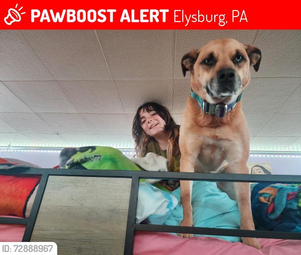 Lost Female Dog last seen Pine Ave Danville , Elysburg, PA 17824