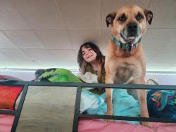 Lost Female Dog last seen Pine Ave Danville , Elysburg, PA 17824