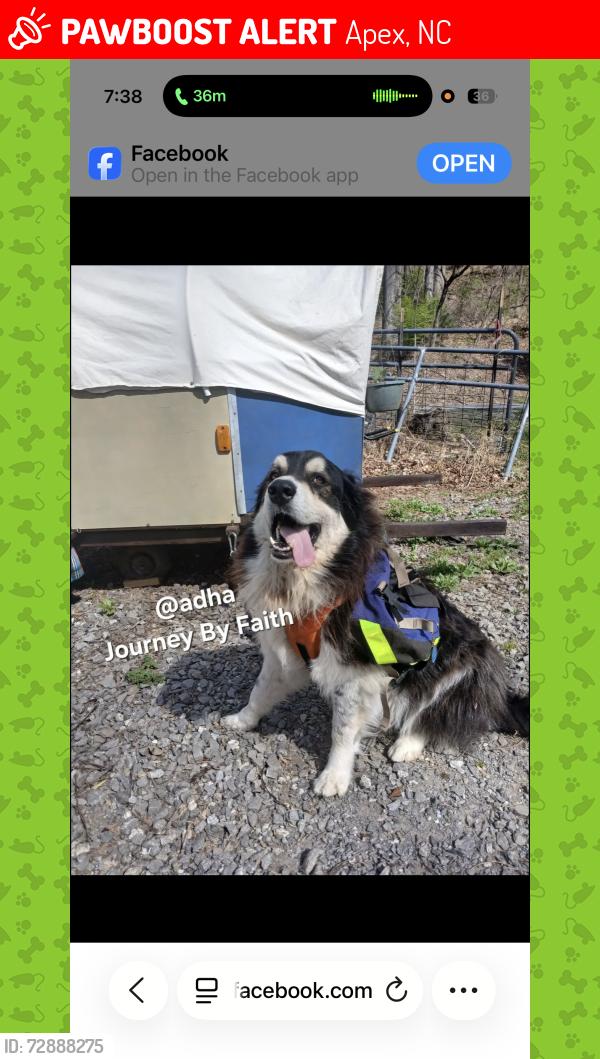 Lost Male Dog last seen NA, Apex, NC 27523