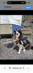 Lost Male Dog last seen NA, Apex, NC 27523